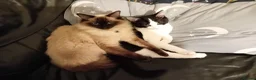 Mixed Breed cats for sale: Ragdoll cross kittens in Totnes - Advert 6