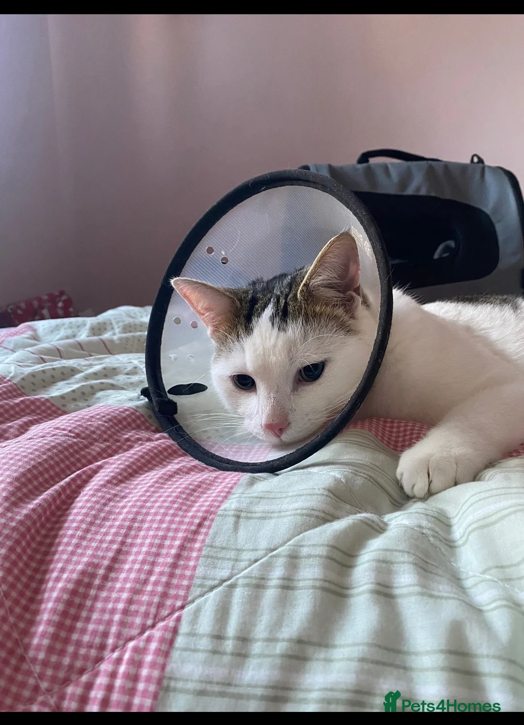 Mixed Breed cats for sale: White male cat  in Basingstoke - Advert 1
