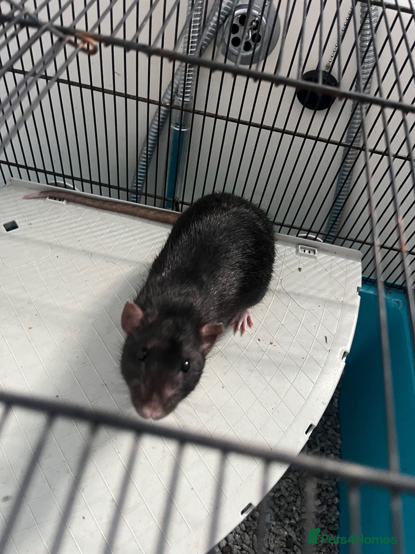 Rat rodents Two male rats with huge enclosure - Advert 2