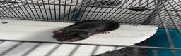 Rat rodents for sale: Two male rats with huge enclosure - Advert 2