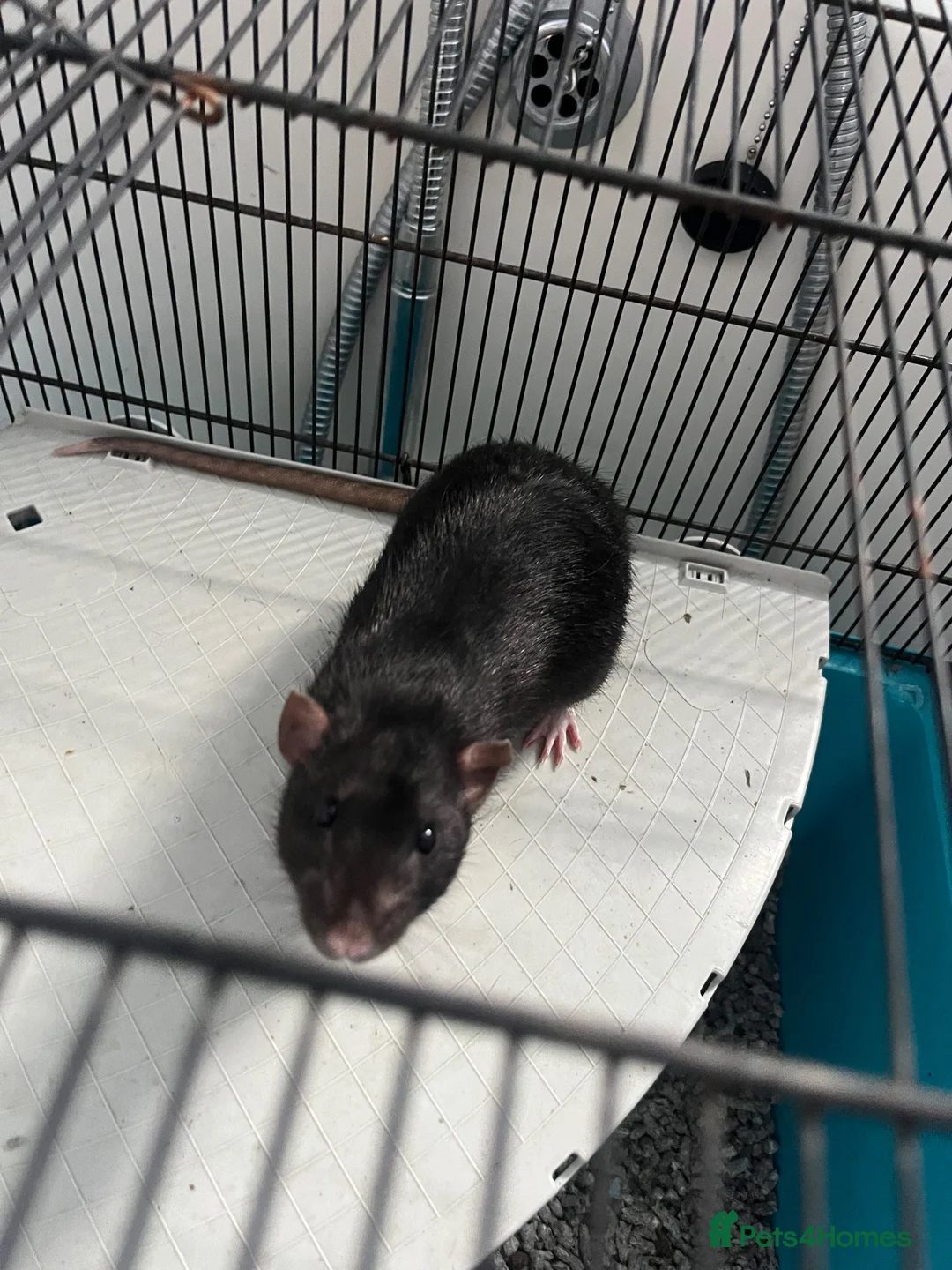 Rat rodents for sale: Two male rats with huge enclosure - Advert 2