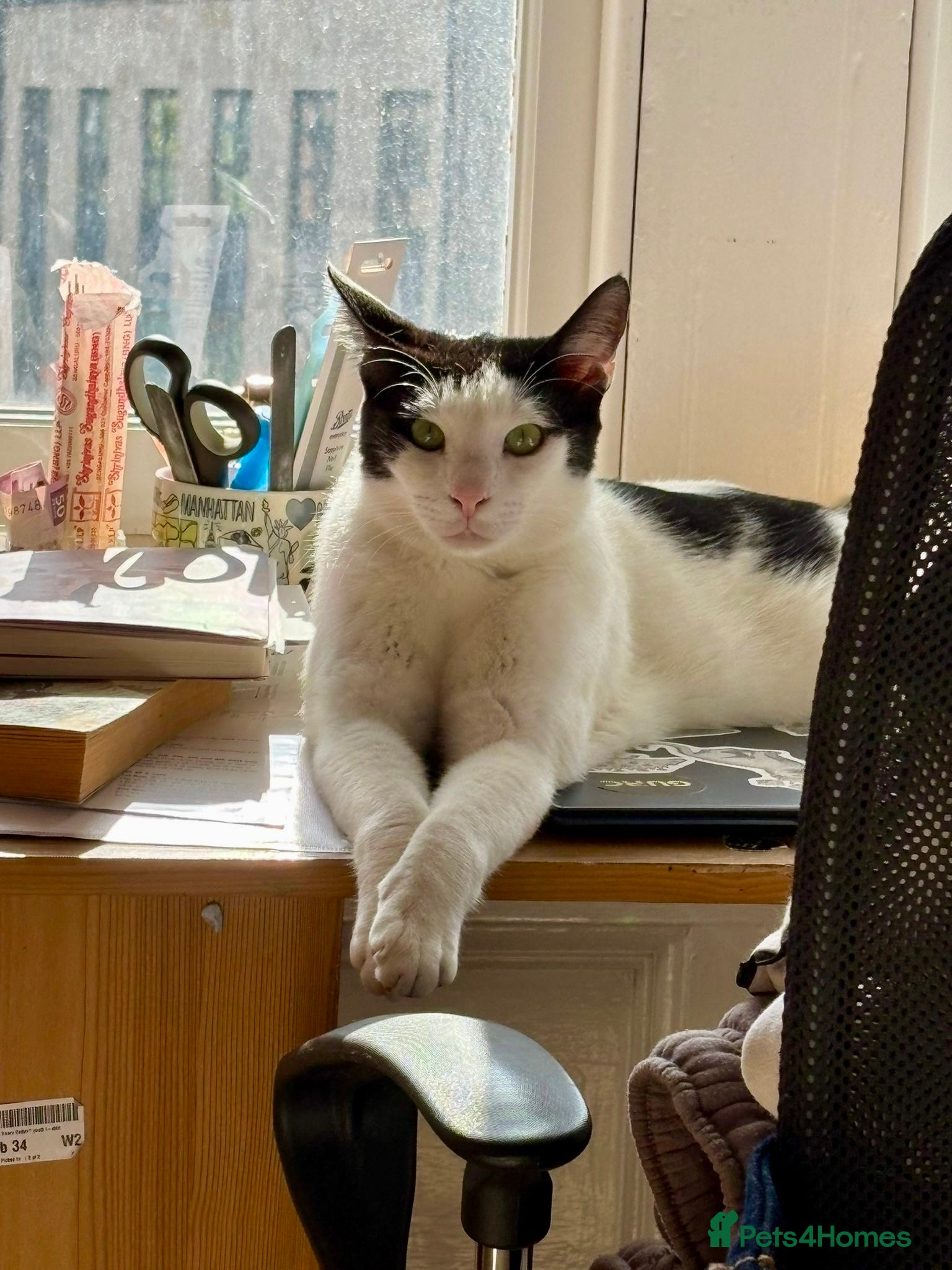 Domestic Shorthair cats Leo (House/Indoor Cat) - Advert 3