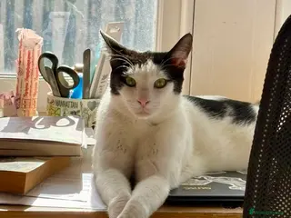 Domestic Shorthair cats Leo (House/Indoor Cat) - Advert 3