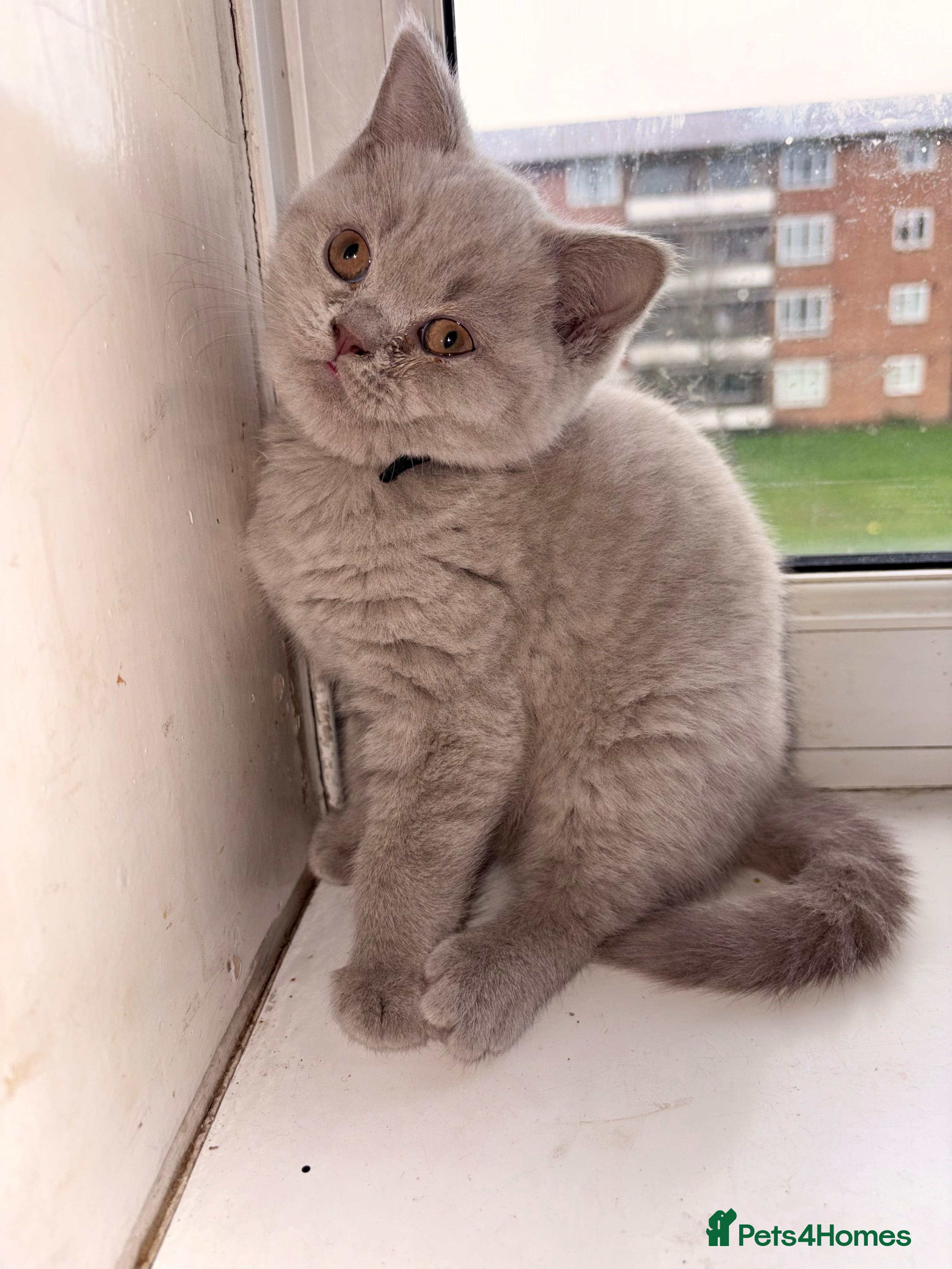 British Shorthair cats Fawn British Shorthair Ready for a loving home  - Advert 18