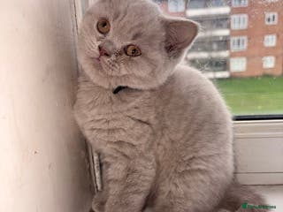 British Shorthair cats Fawn British Shorthair Ready for a loving home - Advert 18