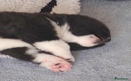 Akita dogs for sale: Quality Akita Babies (& KC Registered) - Image 2