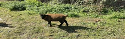 Sheep livestock for sale: Ram lamb in Bridgwater - Advert 5