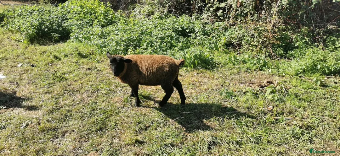 Sheep livestock for sale: Ram lamb in Bridgwater - Advert 5
