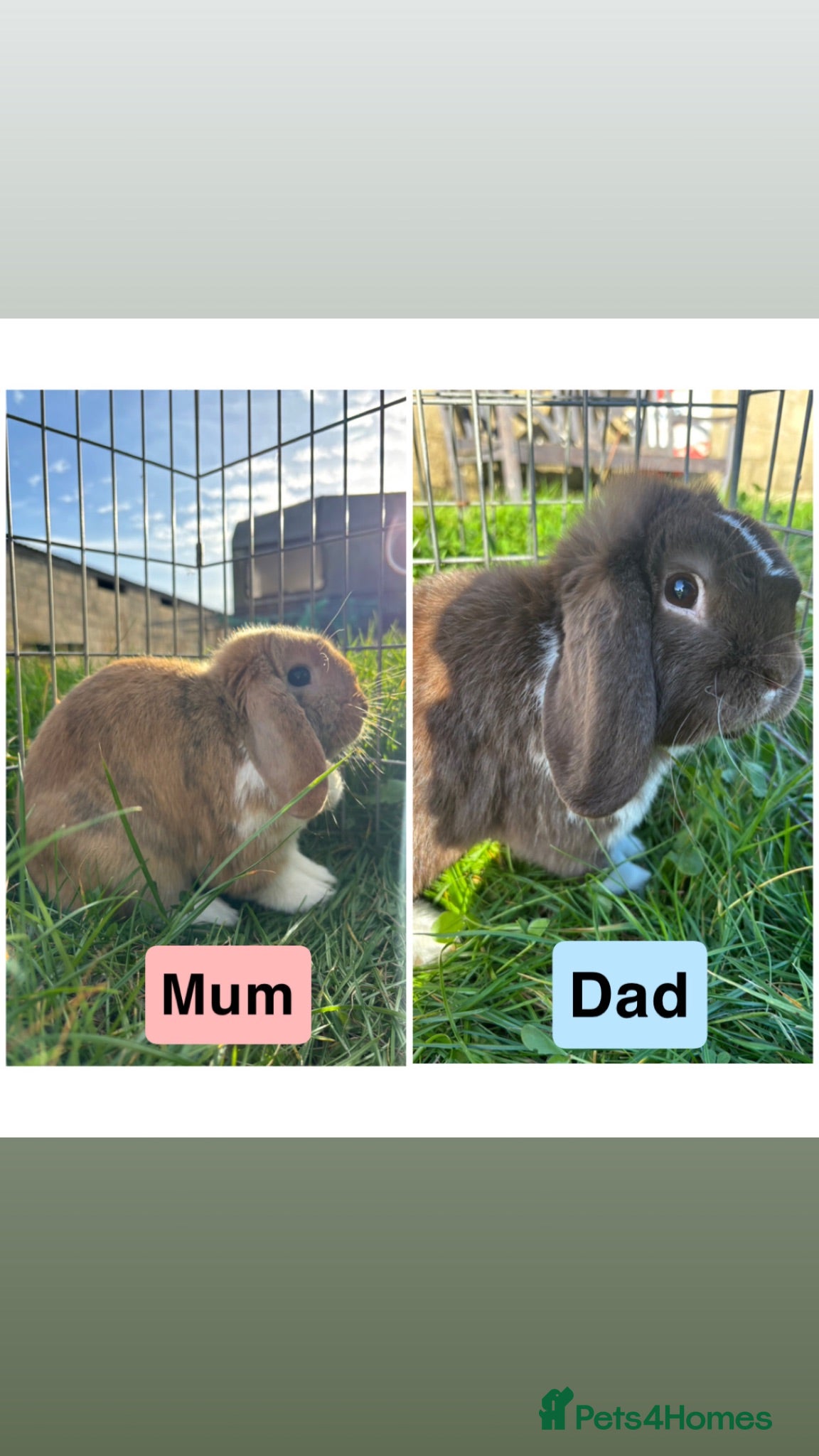 Mini Lop rabbits READY NOW!! Adorable Mini Lop babies - Advert 2