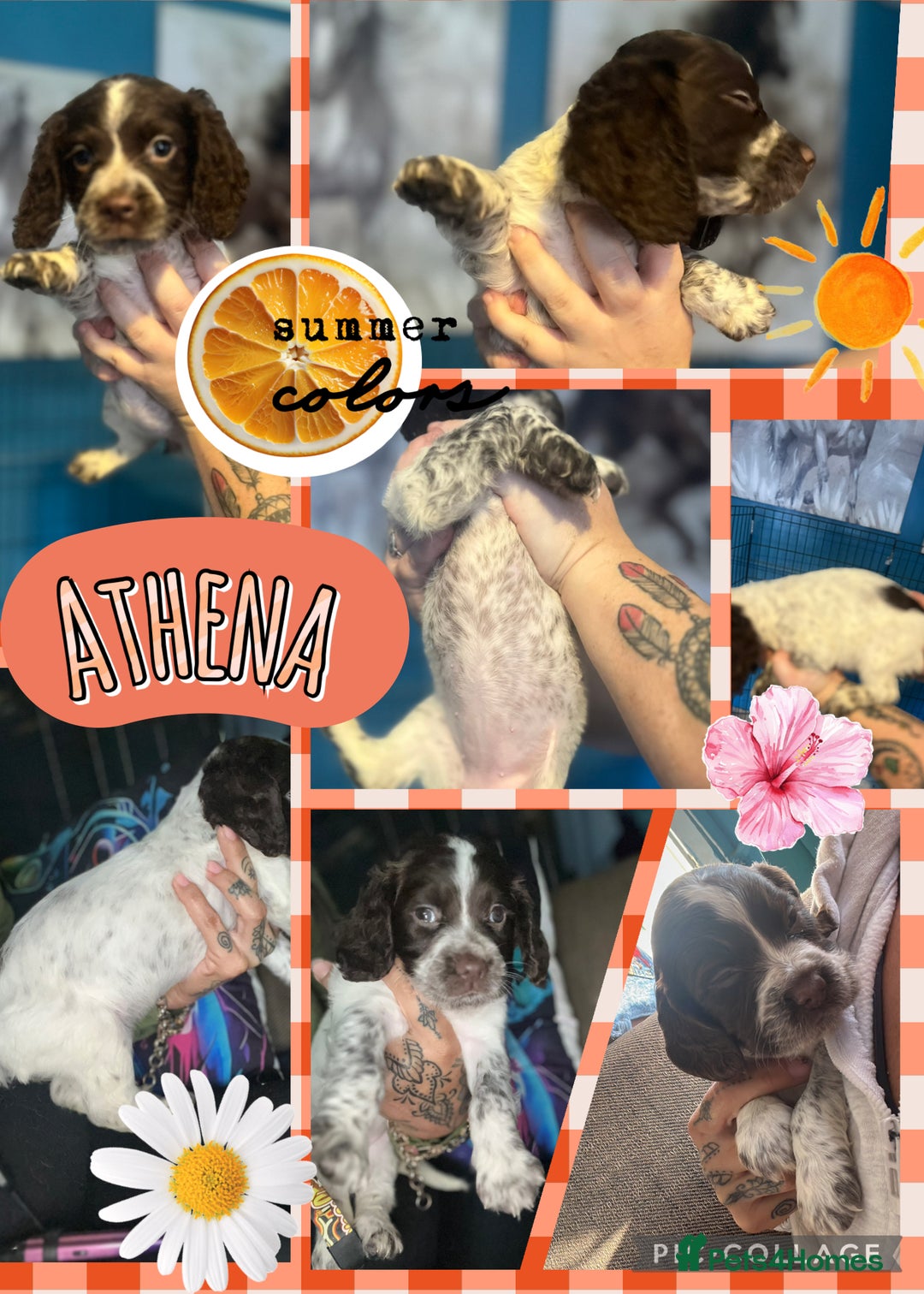 Sprocker dogs for sale: Sprocker puppies - Image 5