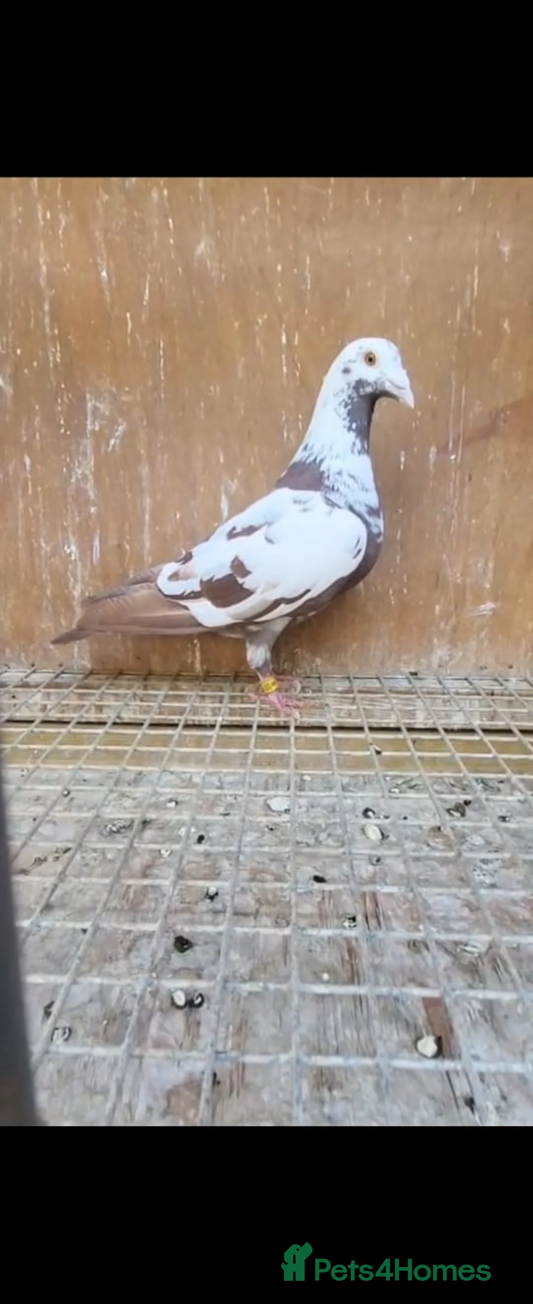 Pigeons birds for sale: Pigeons for sale in London - Advert 2
