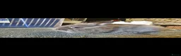 Angora rabbits for sale: Chocolate Angora X Lionhead Doe - Advert 4