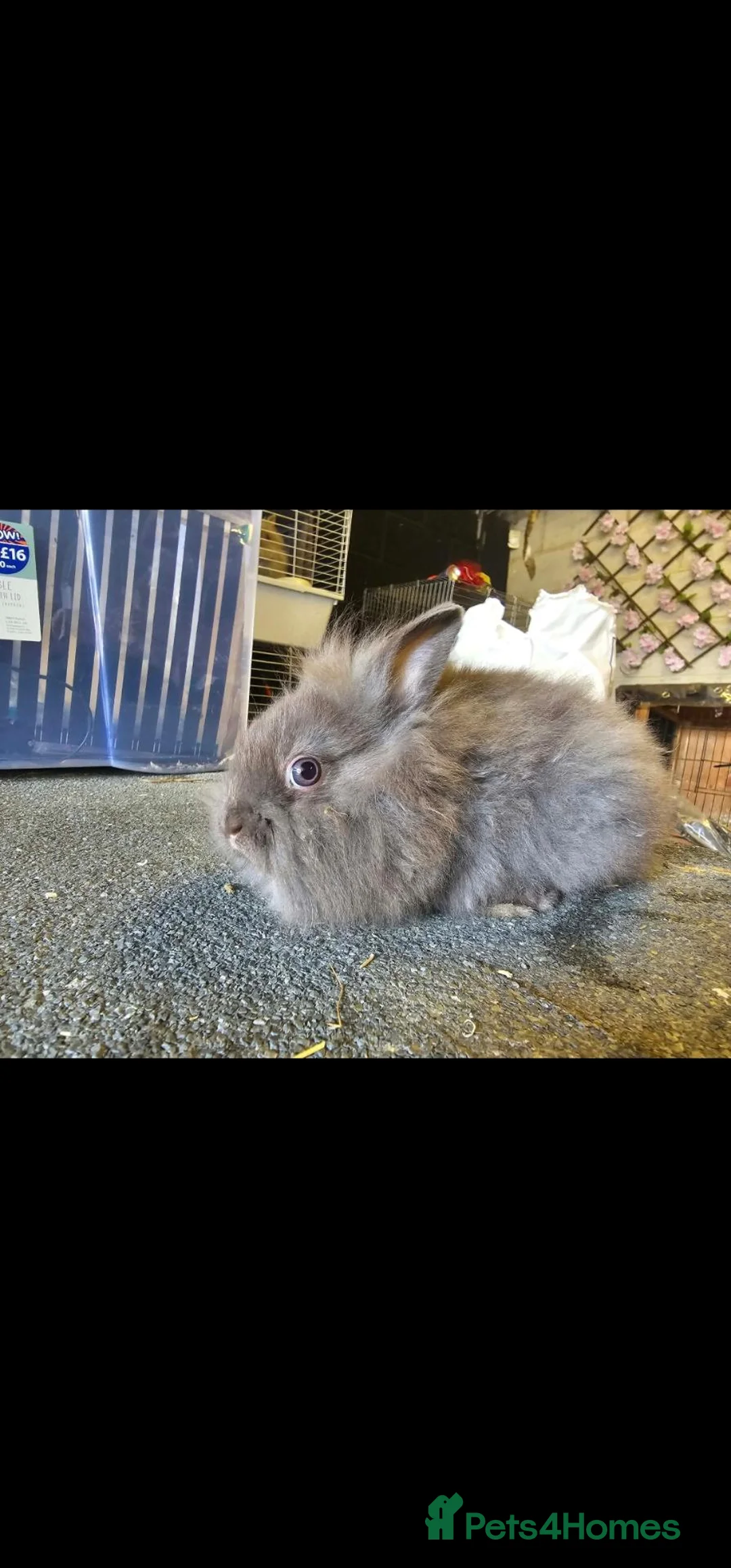 Angora rabbits for sale: Chocolate Angora X Lionhead Doe - Advert 4