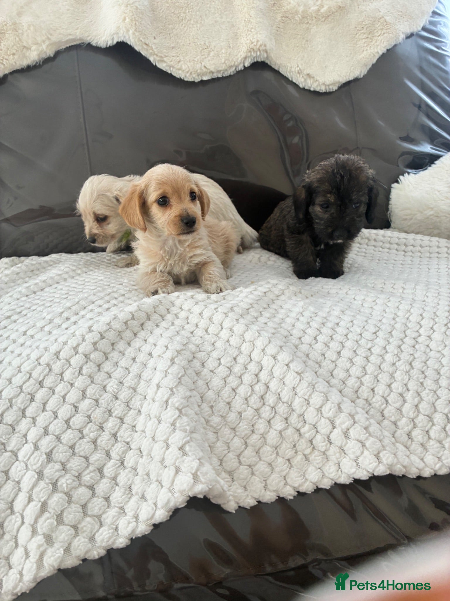 Jackapoo dogs Jackapoo puppies for sale - Advert 4