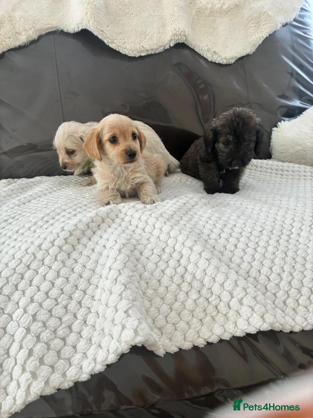 Jackapoo dogs for sale: Jackapoo puppies for sale - Advert 1