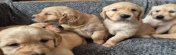Golden Retriever dogs for sale: Beautiful KC Reg Golden Retrievers - Advert 9