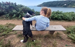 Border Collie dogs for sale: Female Short Hair Border Collie - Advert 11