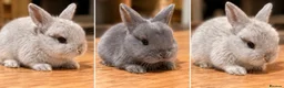 Mini Lop rabbits for sale: Pure Bred Mini Lop Rabbits. 1 blue+ 3 grey/white. - Advert 9