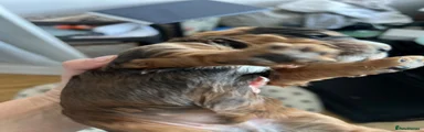 Cockapoo 3