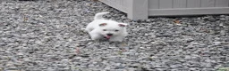 West Highland Terrier dogs for sale: West Highland Terrier Puppy Girls - Advert 2