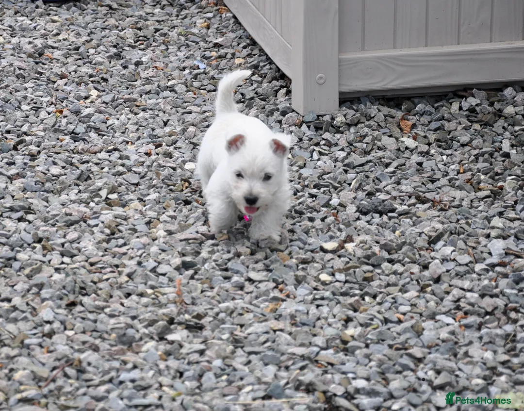 West Highland Terrier dogs for sale: West Highland Terrier Puppy Girls - Advert 2