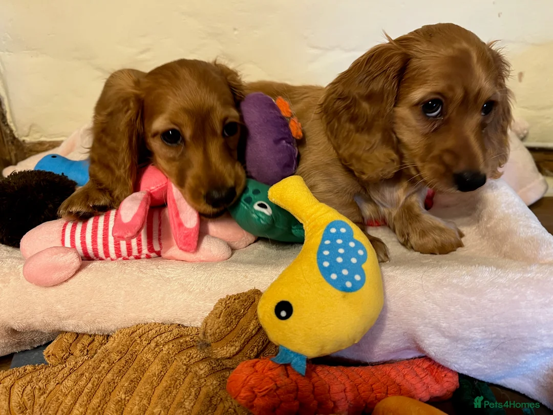 Miniature Dachshund dogs for sale: KC Registered Mini Long Haired Dachshund Pups - Advert 5