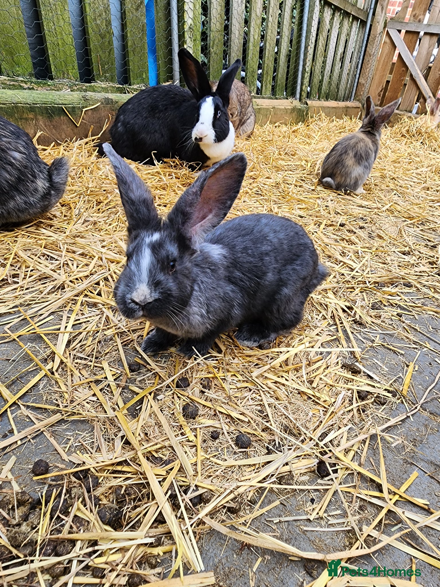 Continental Giant rabbits Continental Giant Babies - Advert 6