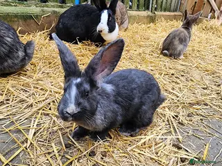 Continental Giant rabbits Continental Giant Babies - Advert 6