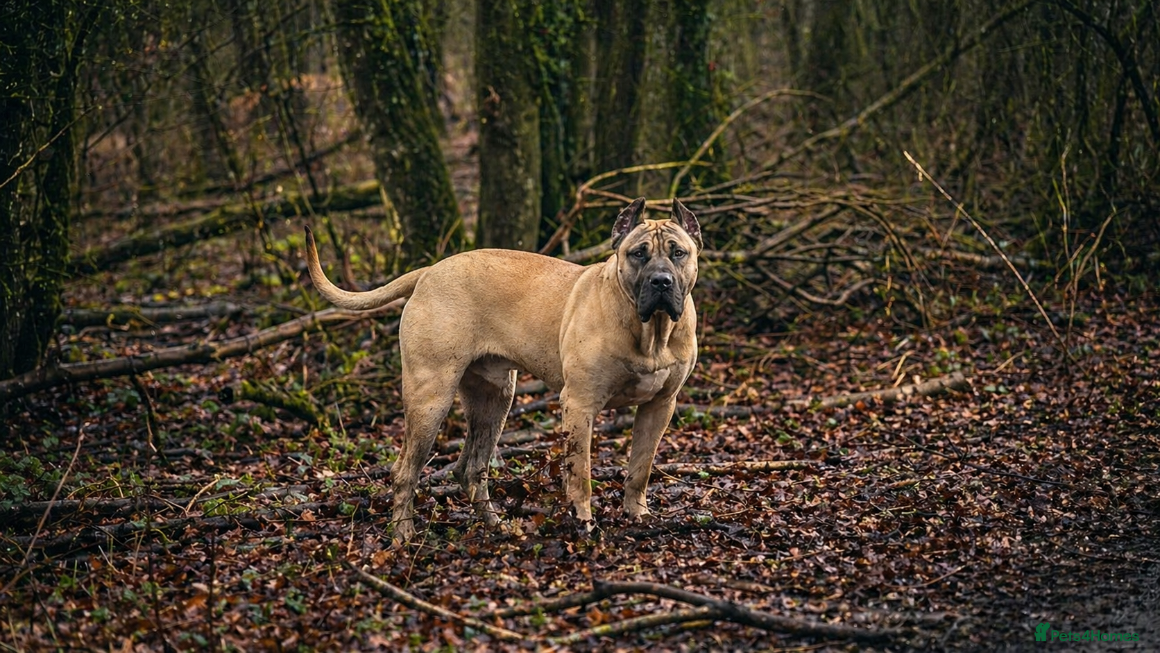 Presa Canario dogs Presa Canario puppies champion bloodlines - Advert 2