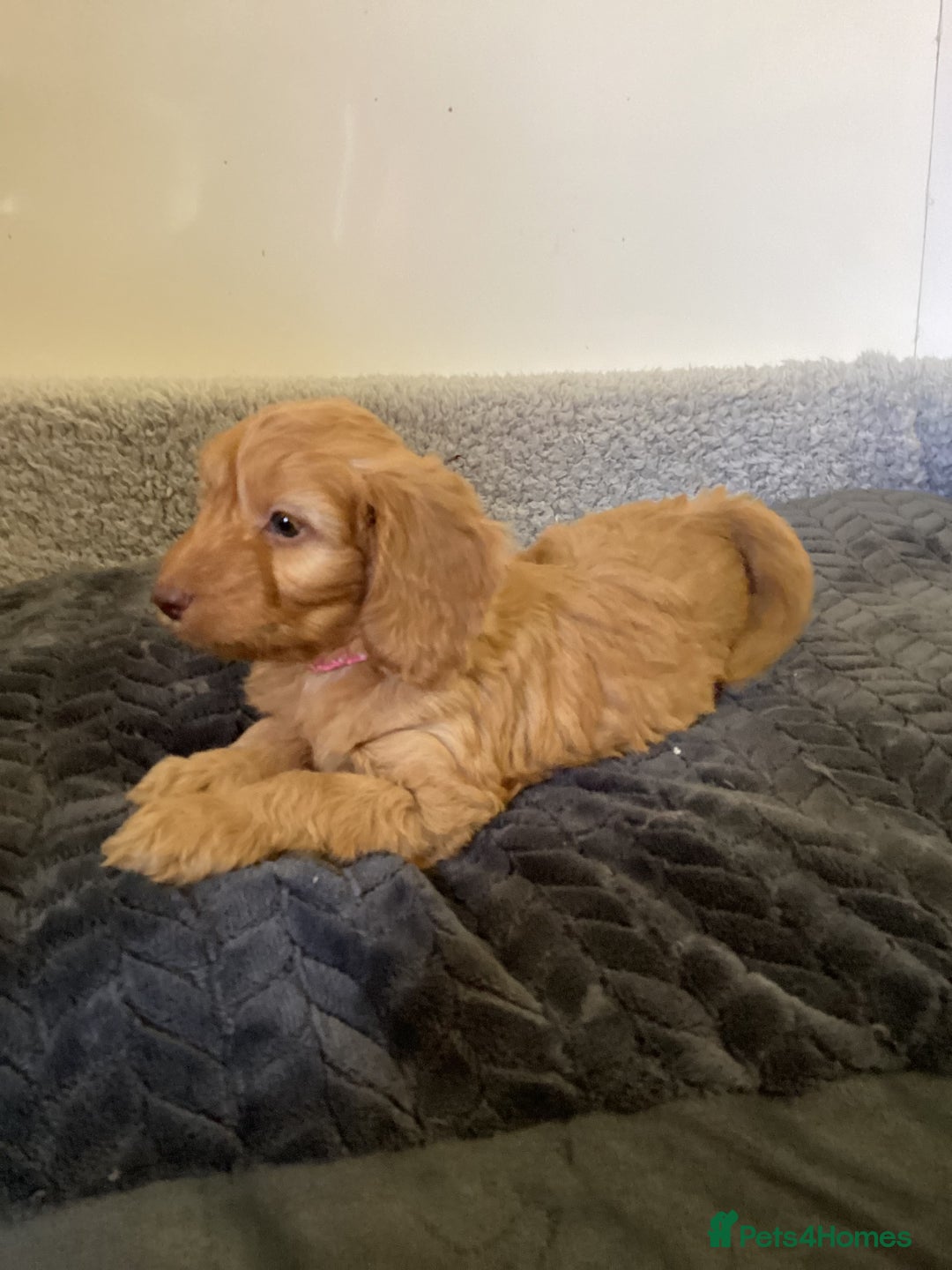 Cockapoo dogs for sale: F1 cockapoos  - Image 9