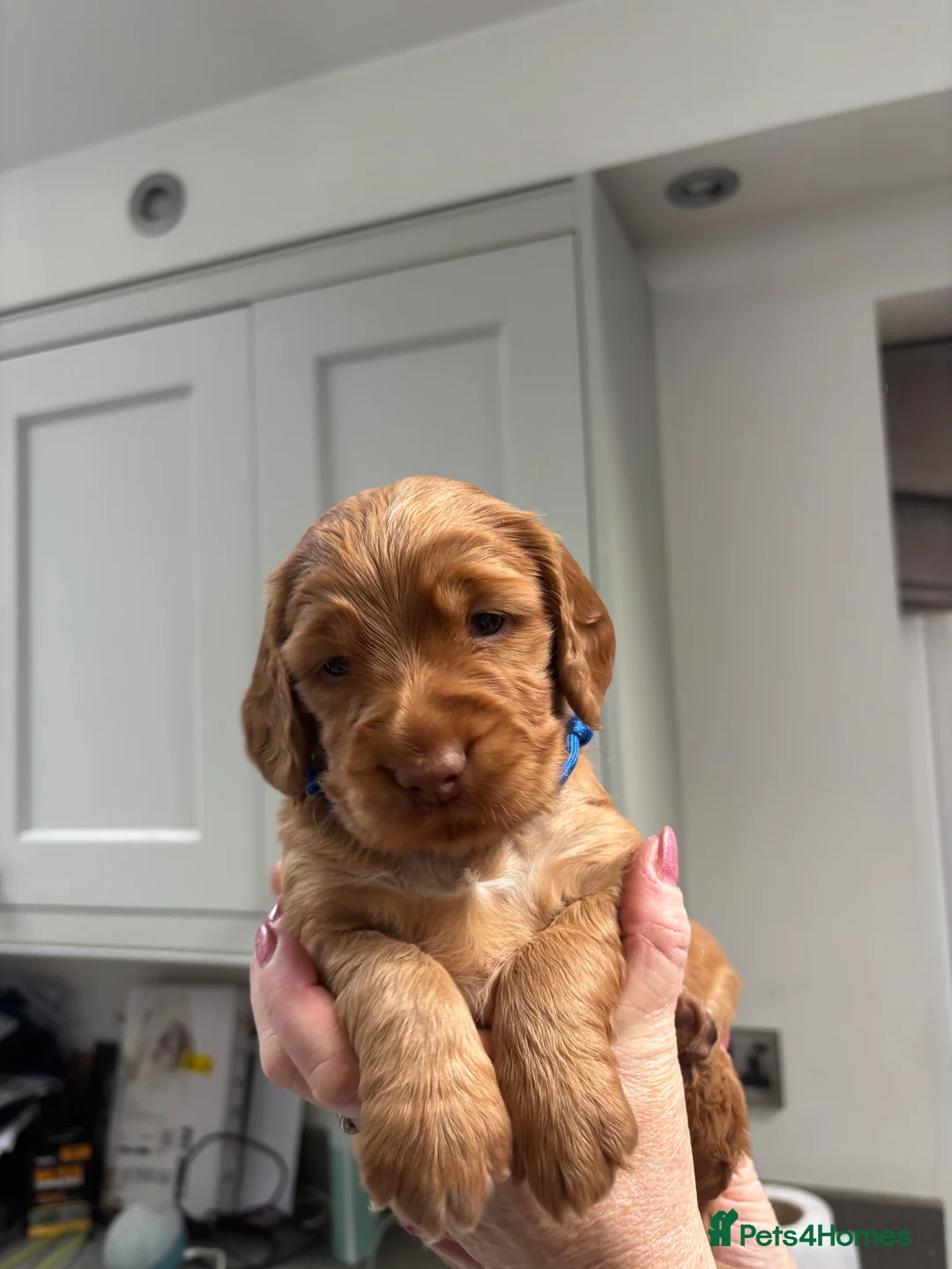 Cocker Spaniel dogs for sale: Kc Registered Cocker Spaniel Puppies - Advert 26