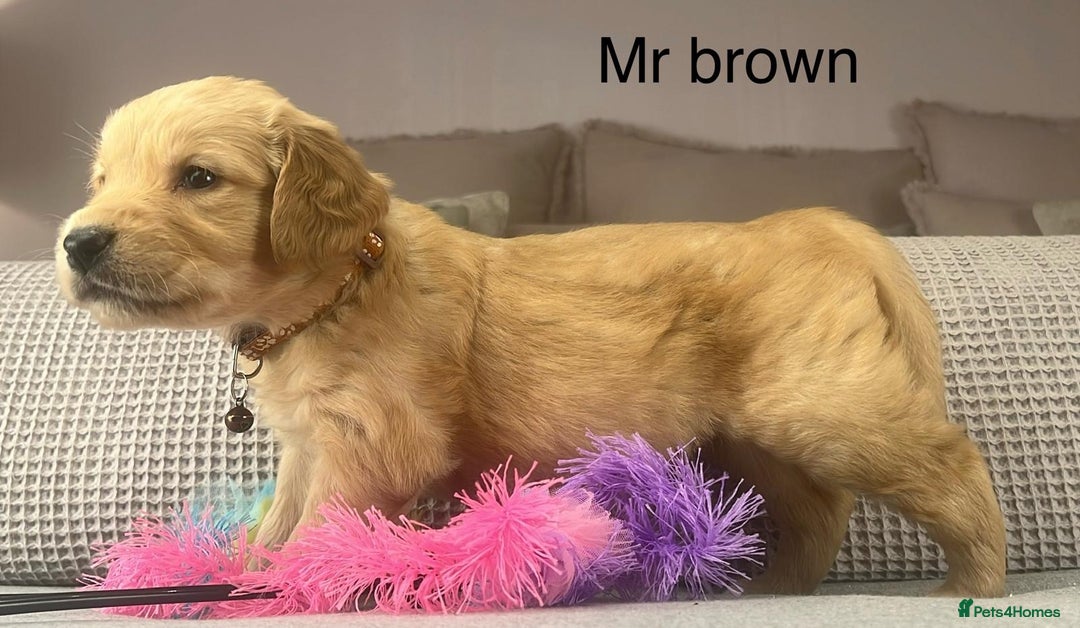 Goldendoodle dogs for sale: These will be stunning adults. Real head turners. - Advert 5