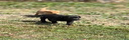 Labrador Retriever dogs for sale: 7 gorgeous kc Labrador puppies - Advert 14