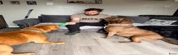 Mixed Breed dogs for sale: Presa cross dogue de Bordeaux  - Advert 9