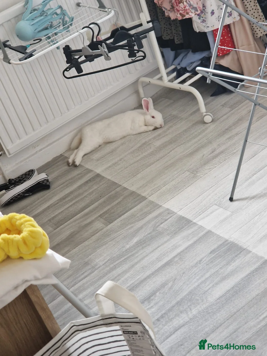 Mixed Breed rabbits for sale: 3Yr old Male & Female Rabbits - Advert 10