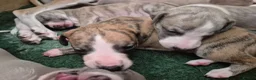 Whippet dogs for sale: Beautiful Whippet puppy's for sale - Advert 12