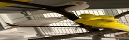 Budgerigars birds for sale: Coming Soon: Hand-Raised & Aviary Baby Birds! 🐦 - Advert 12