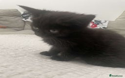 British Longhair cats for sale: Tabby/British Long haired - Image 2