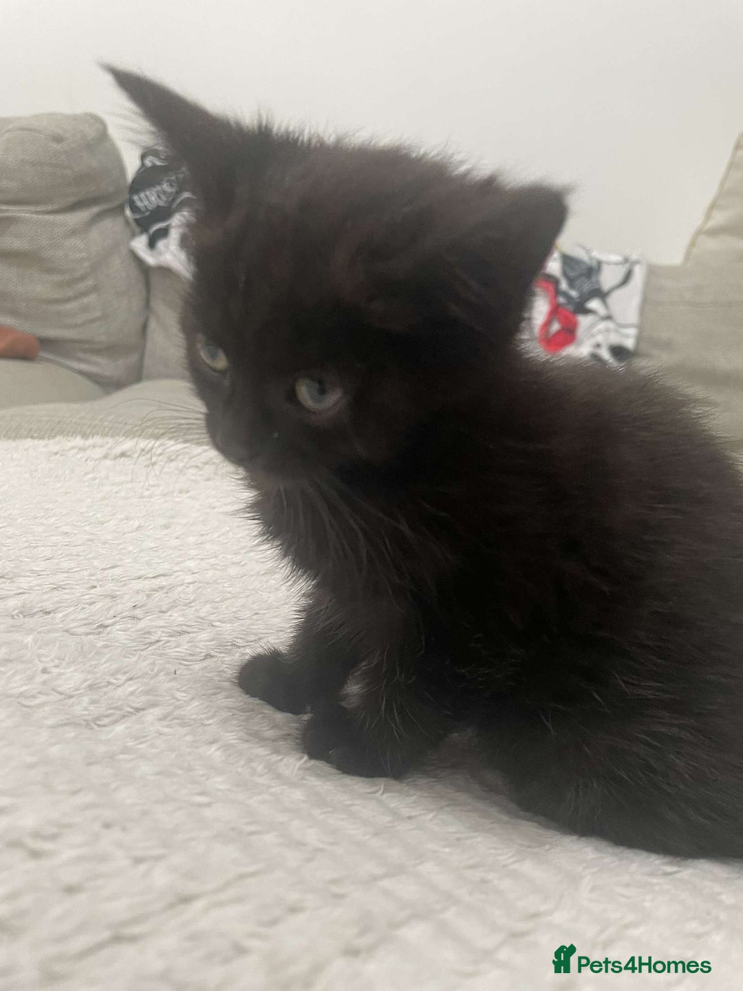 British Longhair cats for sale: Tabby/British Long haired - Image 2