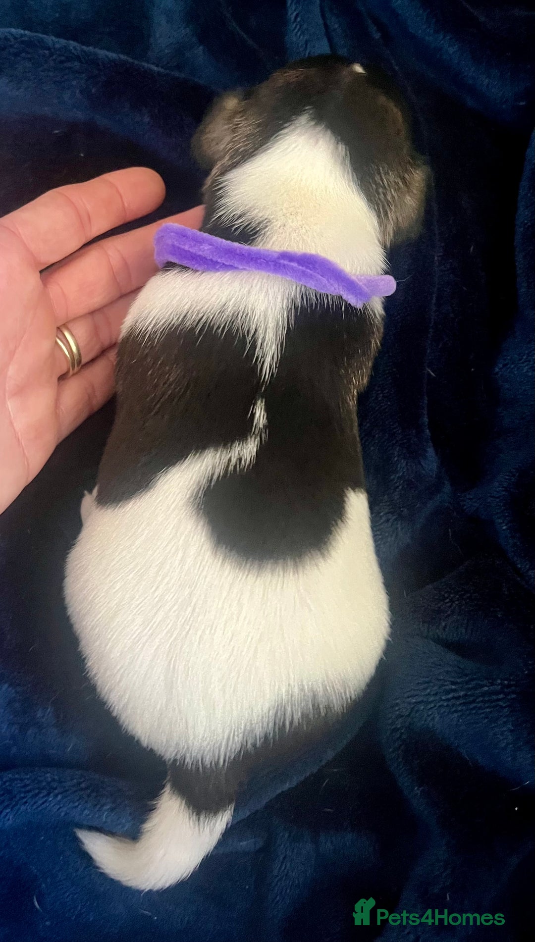 Mixed Breed dogs for sale: First litter of 7 Jack Russel puppies  - Image 6