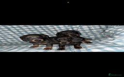 Dachshund dogs for sale: Isabella blue & tan dachshunds - Image 1