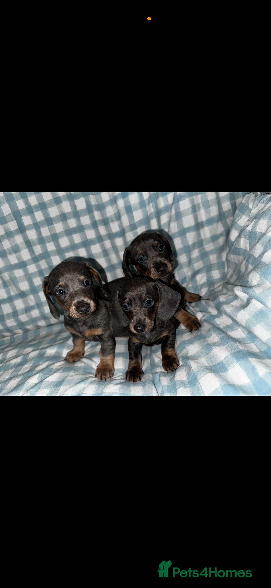 Dachshund dogs for sale: Isabella blue & tan dachshunds - Image 1