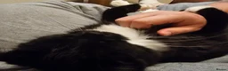 Mixed Breed cats for sale: Free To Good Home - Advert 6