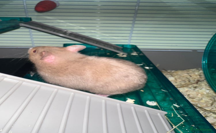 Hamster rodents - Advert 12