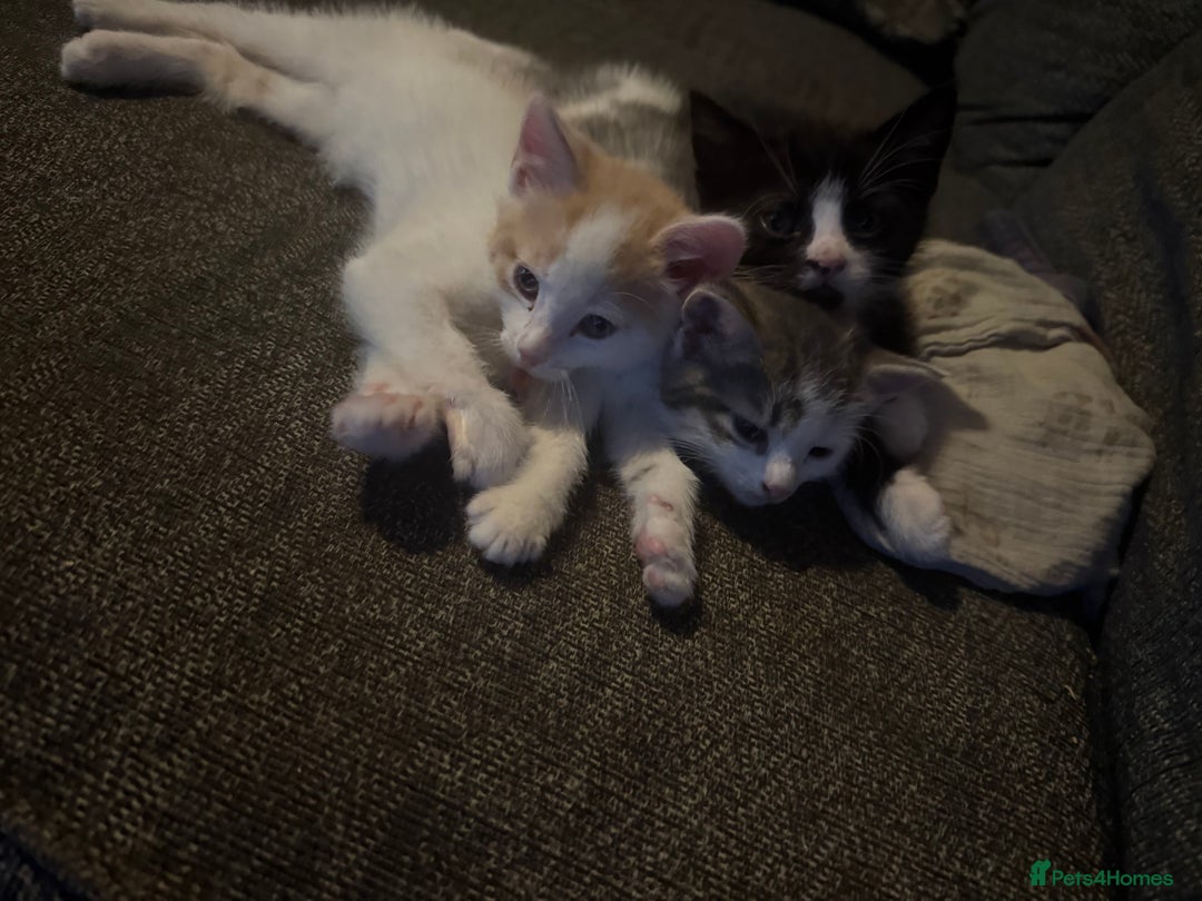 Mixed Breed cats for sale: 3 male kittens  - Advert 5