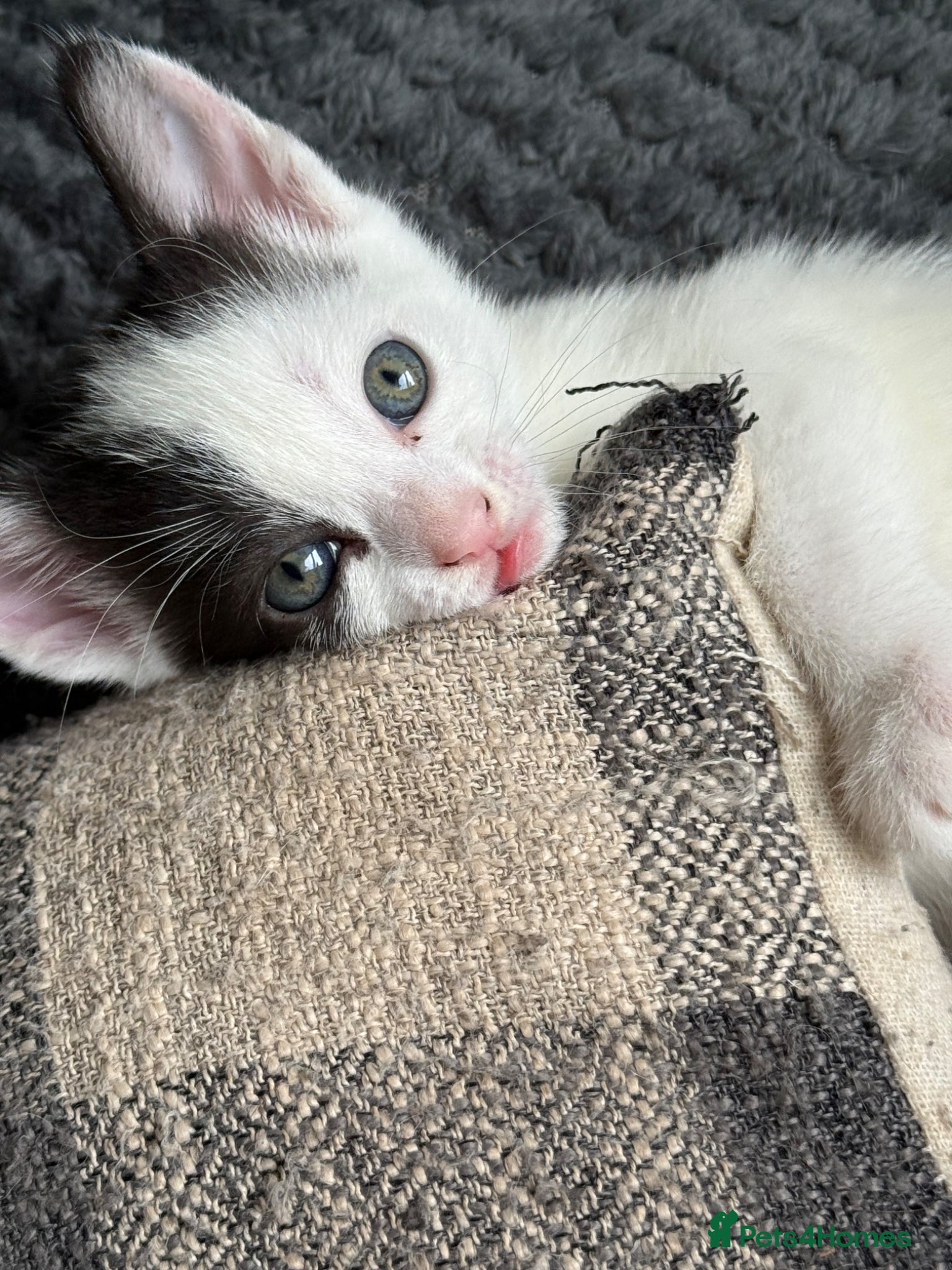 Mixed Breed cats Beautiful kittens  - Advert 1