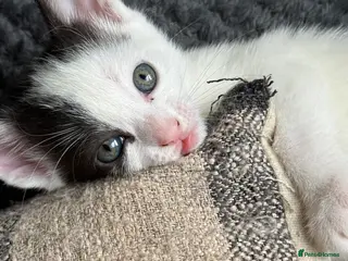 Mixed Breed cats Beautiful kittens - Advert 6