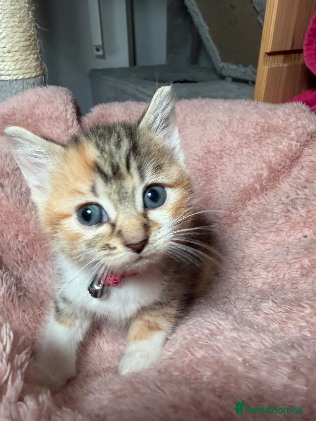 Mixed Breed cats for sale: 🩵No Deposit Ready to Go🩵 - Advert 29