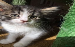 Mixed Breed cats for sale: Half British blue kittens  - Image 3