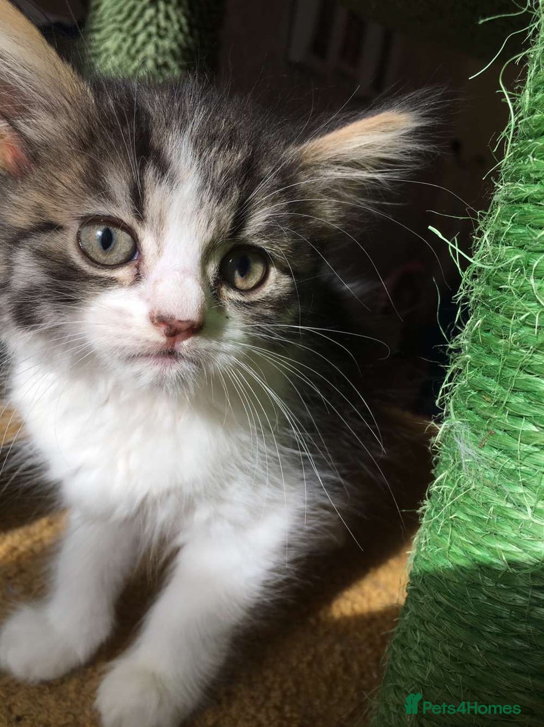 Mixed Breed cats for sale: Half British blue kittens  - Image 3